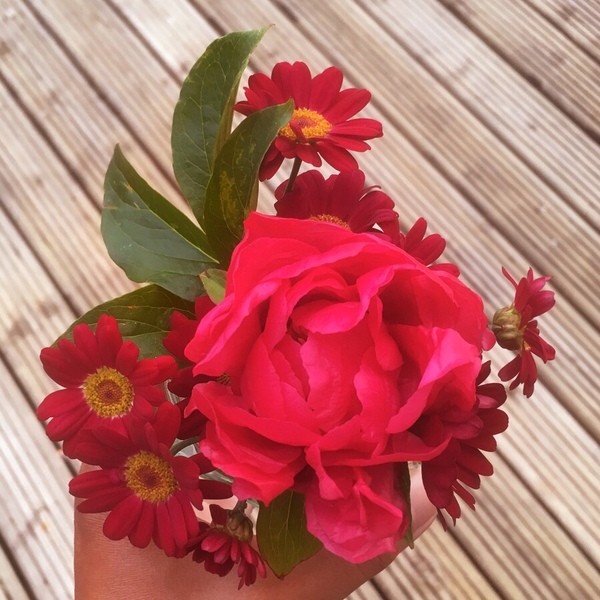 How do your Peonie plants look right now?