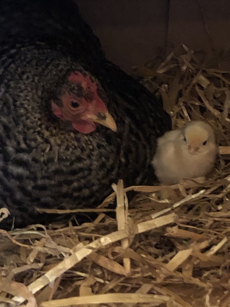 The chicks are hatching!!