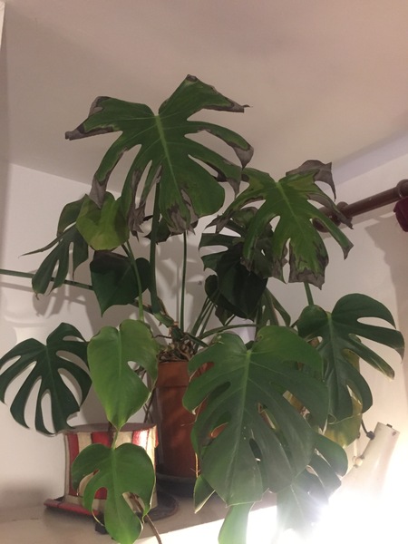 Thread for really fucking ugly houseplants