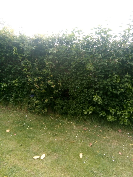 Neighbours send rottweiler out when my asd child plays!