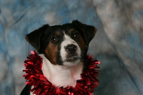 To think that puppies should be illegal?