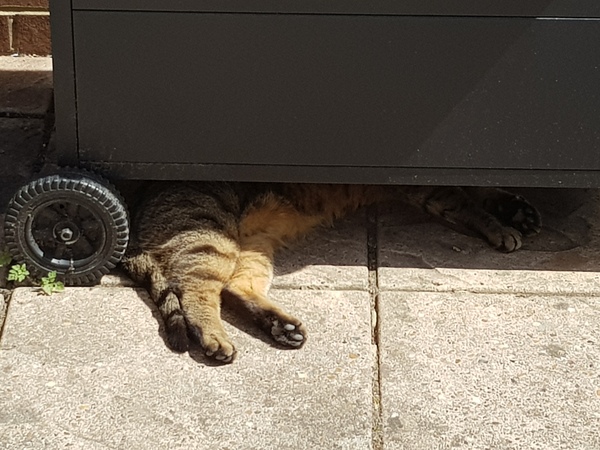 Thug Cat part 2. What, has this thing appeared again tonight?