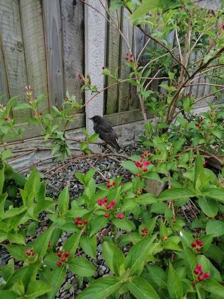 Bird with a broken wing?