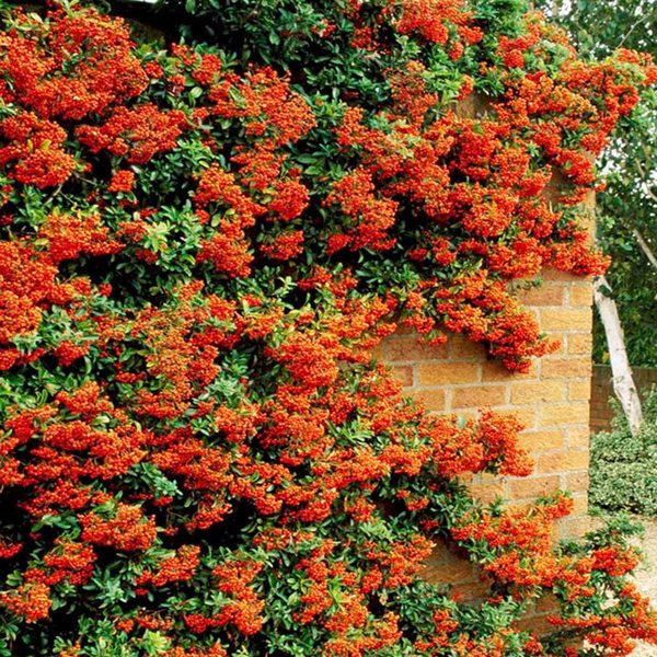 Can anyone recommend a plant/small shrub for me please?
