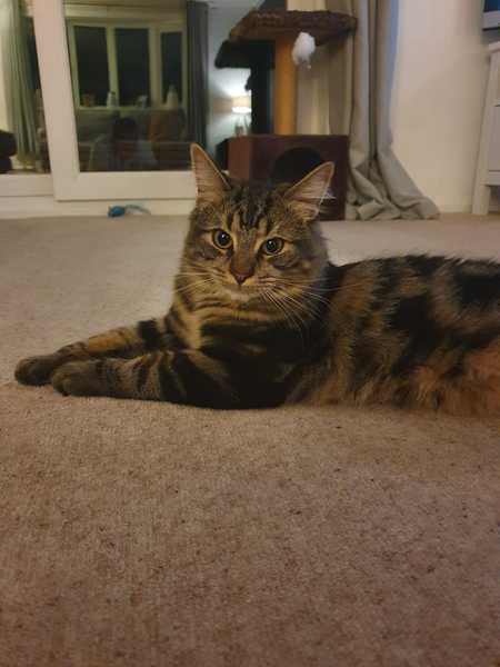 Cat/kitten photos.