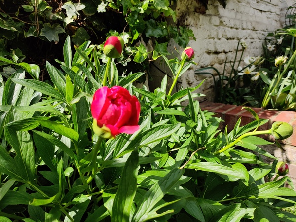 How do your Peonie plants look right now?