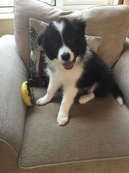 To think that puppies should be illegal?