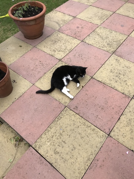 Cat lethargic after advocate