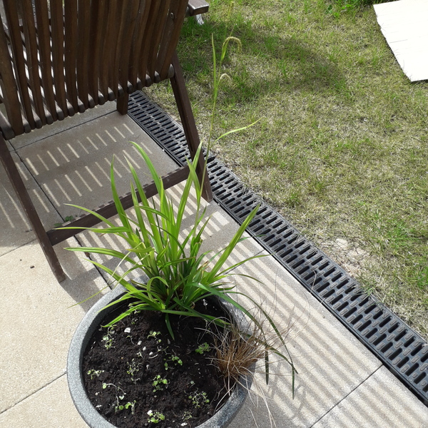 Name that grass!