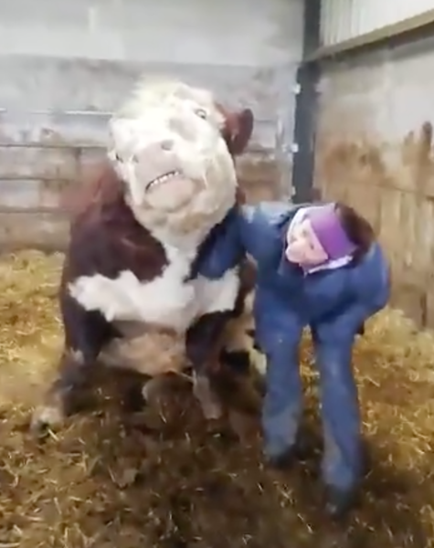 Any cattle farmers on here who know much about bulls?