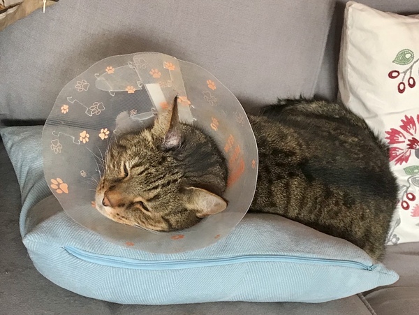 Thug Cat part 2. What, has this thing appeared again tonight?