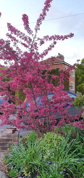 Please help me ID the shrubs in my garden