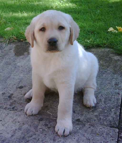 To think that puppies should be illegal?
