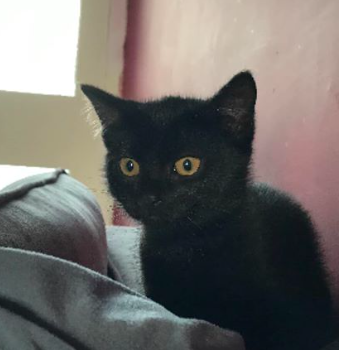 We got a new kitten!