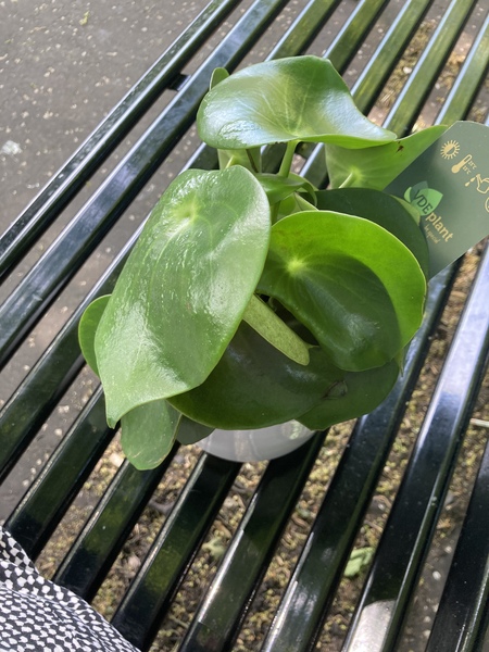 Please help me identify my plant!