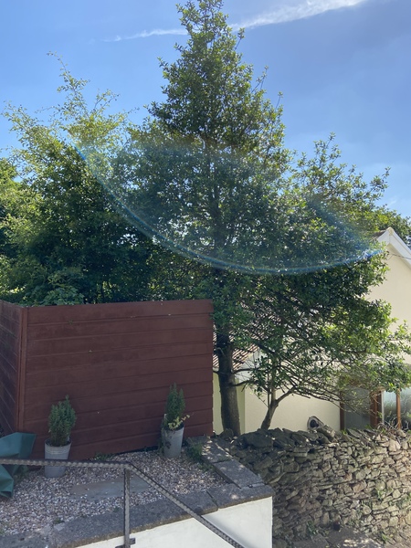 My neighbours Holly tree...advice please!