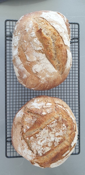 Calling sourdough starter experts!