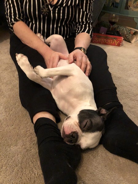 Going around in circles.  Pls help.  French bull dog?