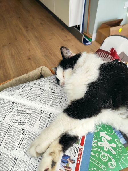 WFH Cats 🐈