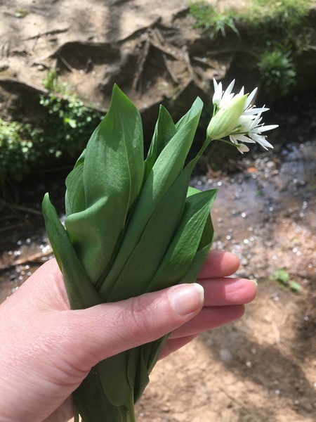 Wild garlic recipes and uses