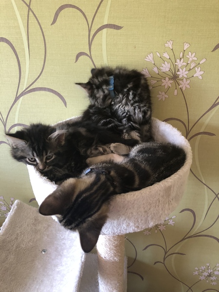 Captain V and Paws, rulers of the world