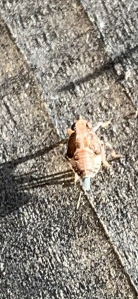 Insect ID - louse like beetle in garden