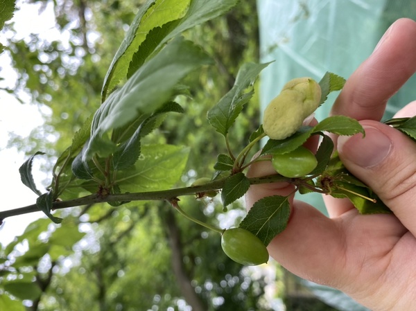 Cherry tree mystery