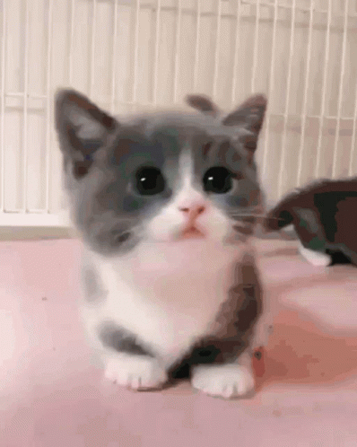 STOP ME FROM GETTING ANOTHER CAT