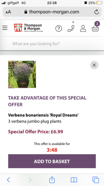 Perennials with purple flowers