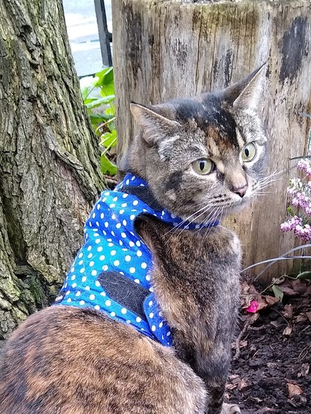 To really not understand why people are OK with cats
