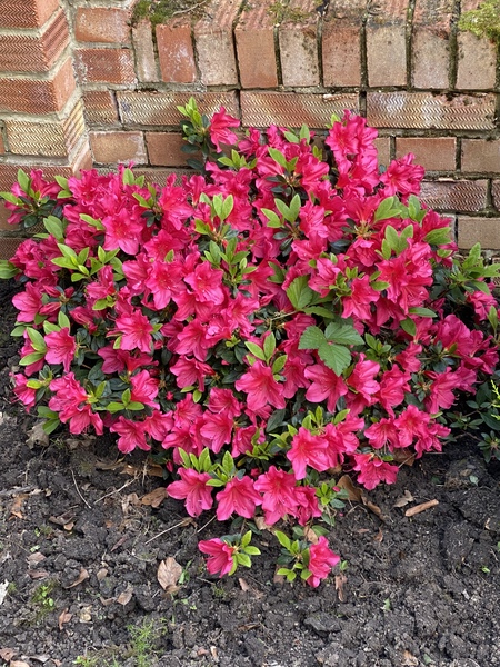 Can someone tell me the name of this flower please