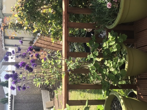 Low maintenance garden pots