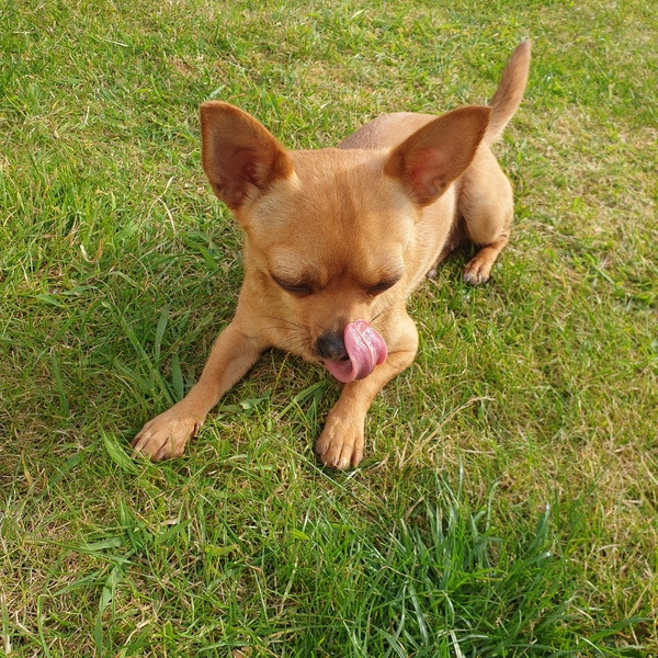 To think that puppies should be illegal?