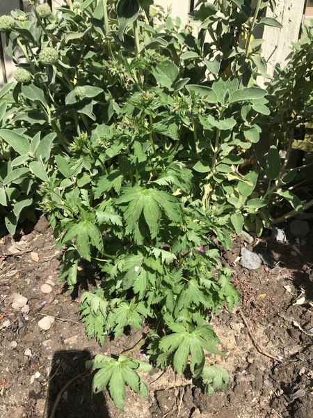 Plant ID please!