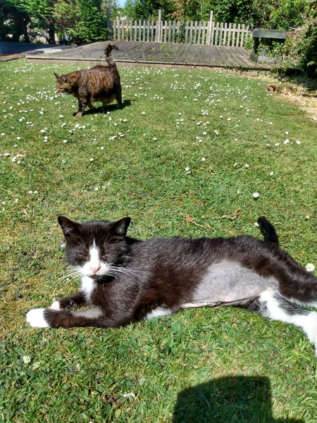 Dcat has a mast cell tumour in her intestine. Does anyone have any experience with this?