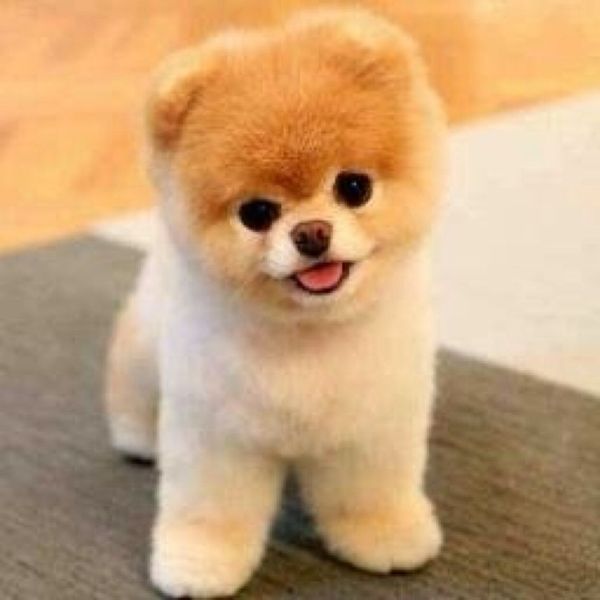To think that puppies should be illegal?