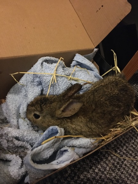 Rabbit kitten has moved into our coal bunker