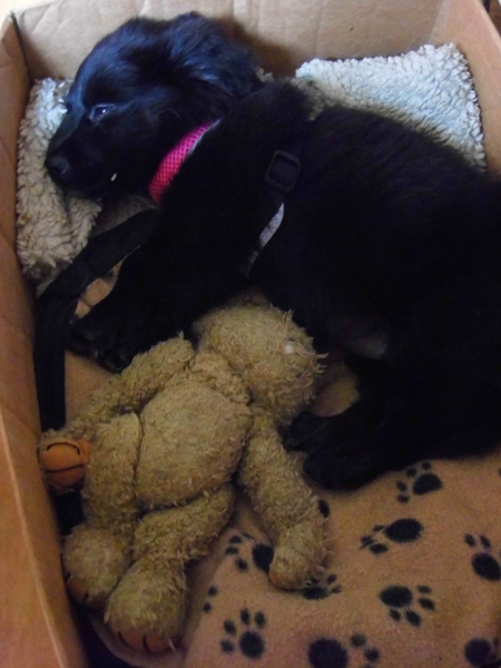 To think that puppies should be illegal?