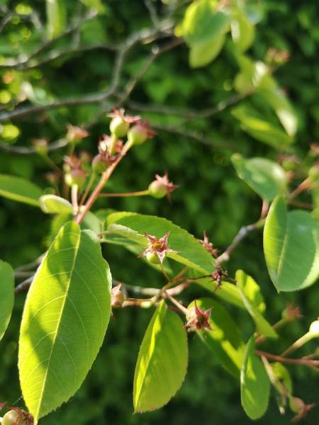 Help me heal my tree! Pics included.