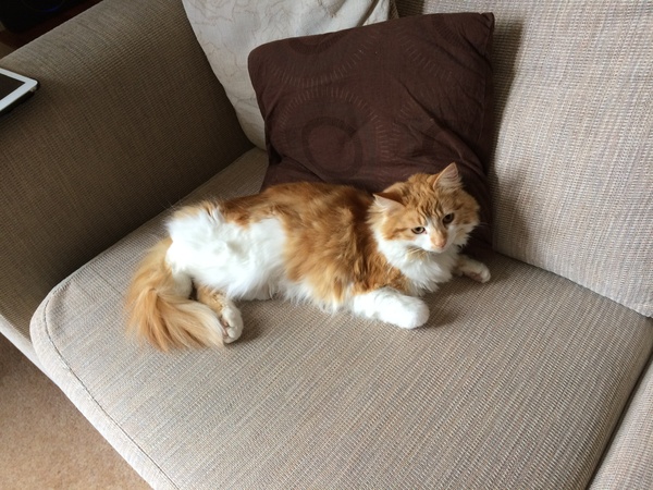 Cat/kitten photos.