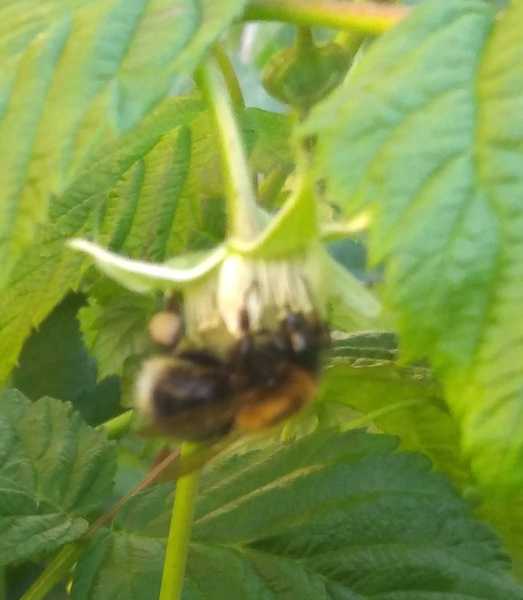 Possible Bees Nest - problem or not? (with pics)