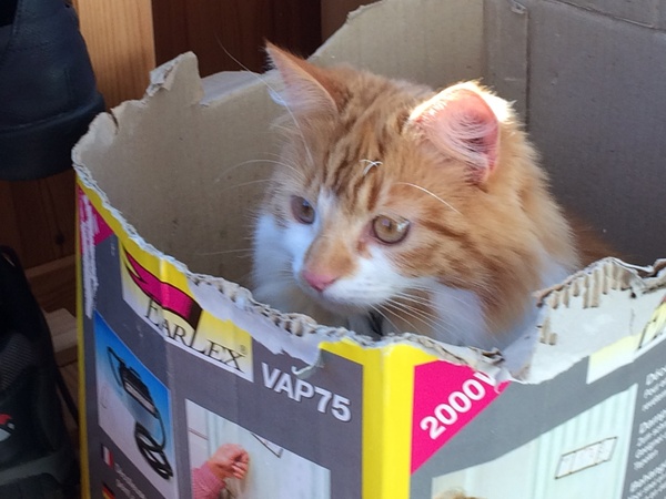 Cat/kitten photos.