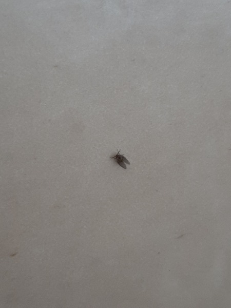What are these bugs and how do I get rid of them?