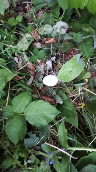 what is the deal with white eggs?
