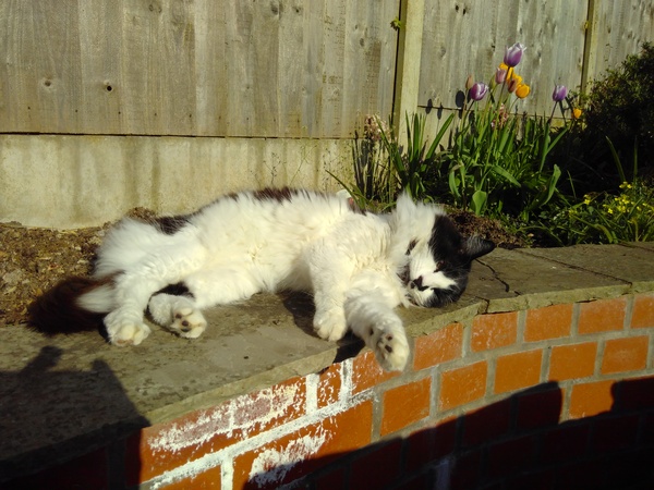 More affectionate cat breeds