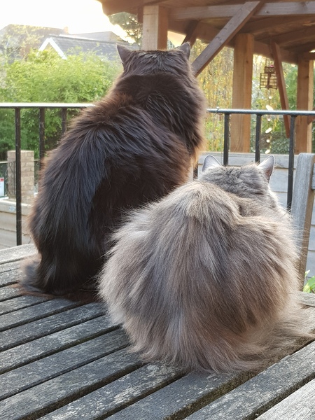 Cat/kitten photos.