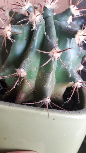 Cactus help please