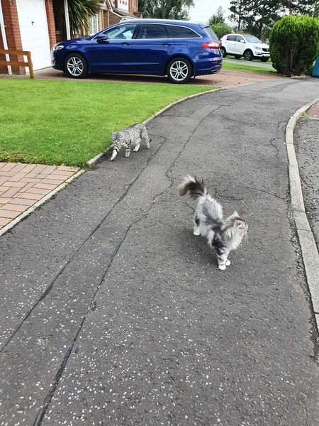 Cat/kitten photos.