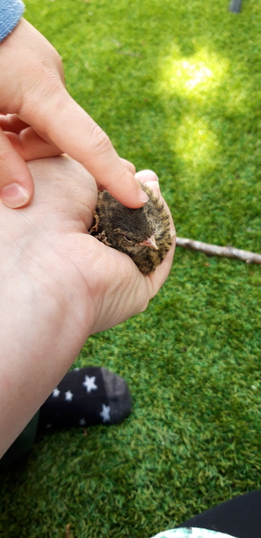 Help- my cat has brought in a baby sparrow