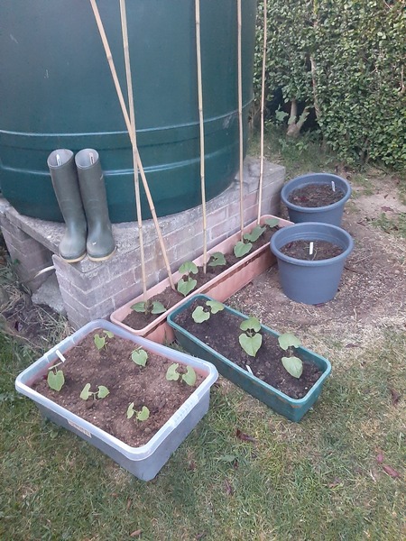 2020 new Gardeners’  thread
